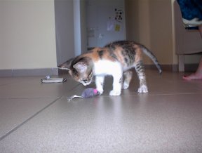 spelen met haar eerste muis