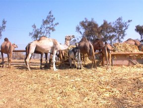 kamelen in Eilot
